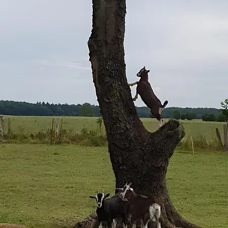 Lägenhet Luett Smedhoff - Dresden