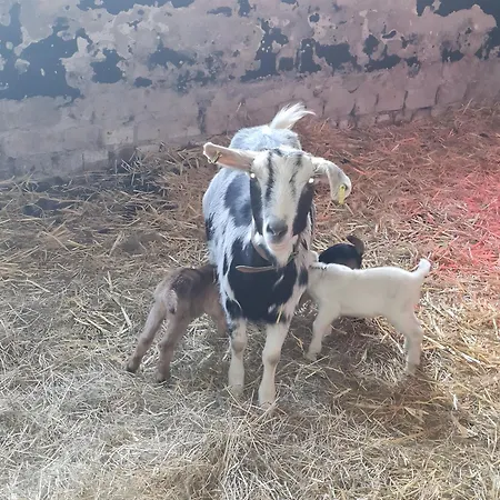 Lägenhet Luett Smedhoff - Dresden Guelzow