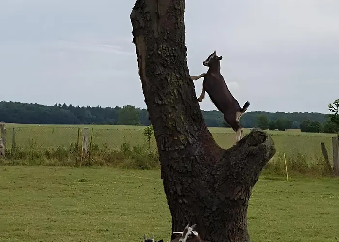 Apartment Luett Smedhoff - Dresden