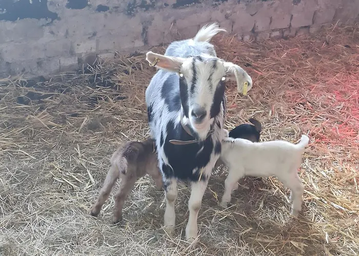 Apartment Luett Smedhoff - Dresden Guelzow